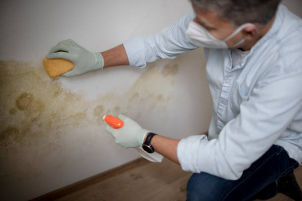 Best Basement Mold Remediation in Grafton, WI