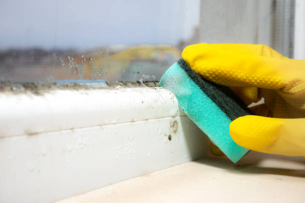 Best Basement Mold Remediation in Grafton, WI